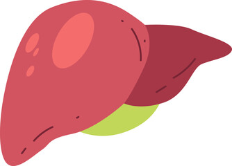 A diagram of the human liver