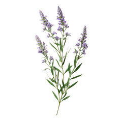 Naklejka premium lavender isolated on white background