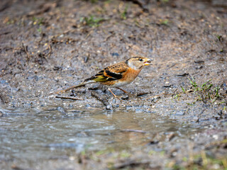 Brambling Feeding on the Ground