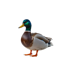 Obraz premium mallard duck isolated on white background