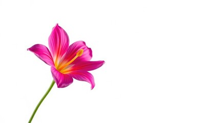 Naklejka premium A vibrant single bloom, petals unfurled, isolated against a pure white backdrop, romantic, elegance