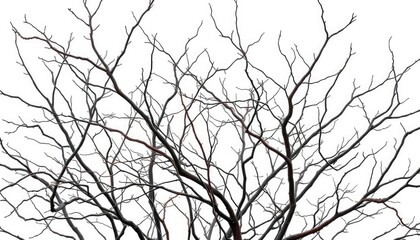 Fototapeta premium Bare, twisted branches isolated on pure white backdrop, knot, gnarled