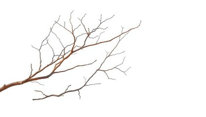 Obraz premium Bare, twisted branches isolated on pure white background, plant, spring
