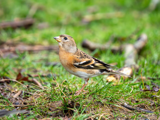 Brambling Feeding on the Ground