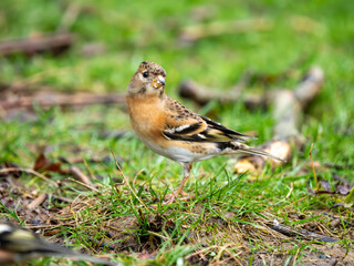 Brambling Feeding on the Ground