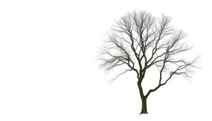Lone deciduous tree, stark branches against pure white, forest, environment