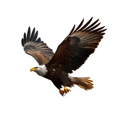 Fototapeta premium Bald eagle flies gracefully with wings spread wide, showcasing its powerful presence and majestic features in the sky