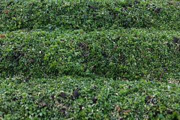 Grass background. Grass texture. Spring grass that does not grow well