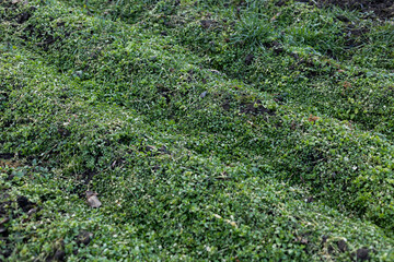 Fototapeta premium Grass background. Grass texture. Spring grass that does not grow well