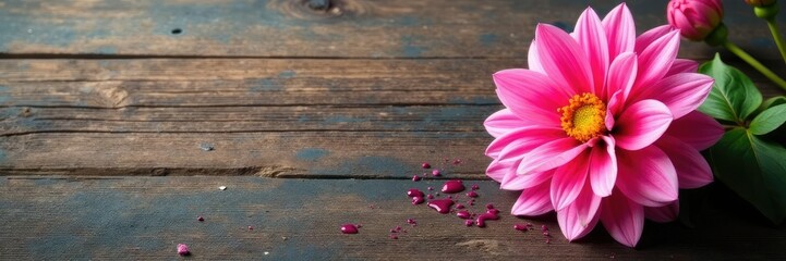 Obraz premium Pink splatter dahlia on a rustic wooden table, flowers, flower stem
