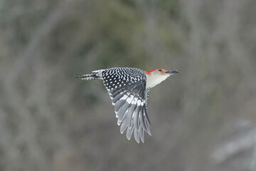 Red Bellied Woodpecker male