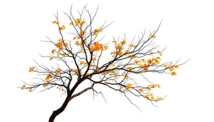 Fototapeta premium Single deciduous tree, stark branches against bright white, graphic, image