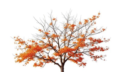 Obraz premium Single deciduous tree, stark branches against pure white, studio, autumn