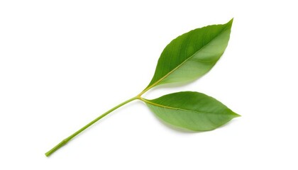 Obraz premium Single leaf, isolated on pure white background, leaf, texture