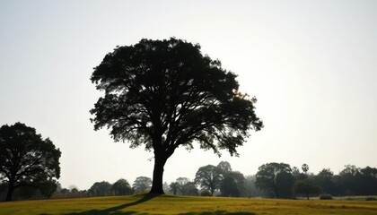 Obraz premium Single, majestic tree silhouetted against bright white, growth, graphic