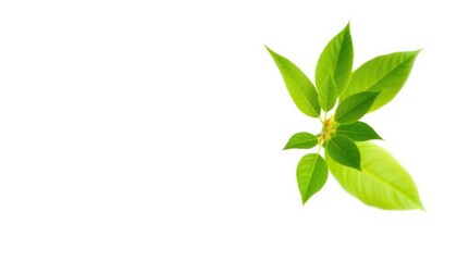 Fototapeta premium Single vibrant green plant, isolated on pure white backdrop, foliage, color