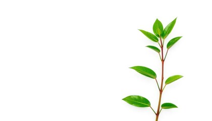 Fototapeta premium Single vibrant green plant, isolated on pure white background, organic, vegetation
