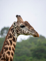 The head of a Maasai giraffe (Giraffa tippelskirchi) photographed in Arusha National Park.