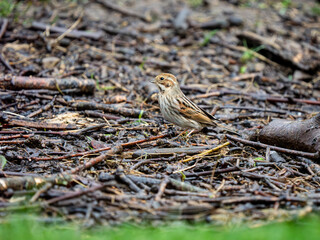 Female Reed Bunting on the Ground