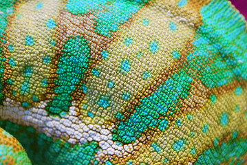 Closeup of Fantastic Skin Colors and Patterns of Male Chameleon
