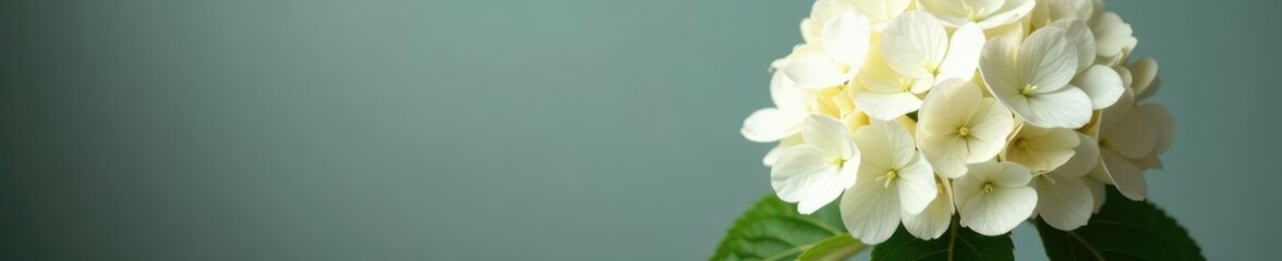 Naklejka premium White Hydrangea macrophylla Blaumeise blooms in a vase, arrangement, botanical