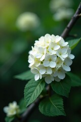 White hydrangea flowers on a bare black tree branch, macro, hydrangea, branch