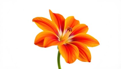 Fototapeta premium A single, vibrant bloom isolated against a pure white backdrop, professional, clean