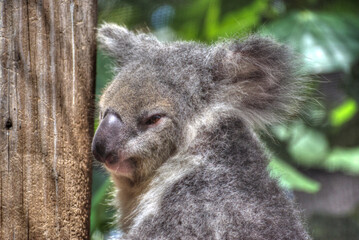 Koala Bear Hugging Tree at the Florida Palm Beach Zoo.