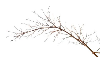 Delicate, bare branches isolated against a pure white backdrop, shape, winter