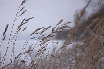 Snow Covered Dry Grass in a Winter Landscape with a Soft Focus Background