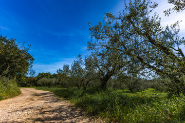 Obraz premium Tree in park