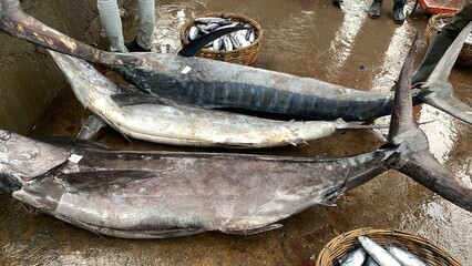 Catches of fishermen in the deep sea, pacific ocean, atlantic ocean.