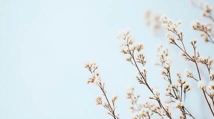 Obraz premium Delicate branches of white flowers against a soft blue background