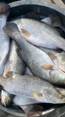 Catches of fishermen in the deep sea, pacific ocean, atlantic ocean.