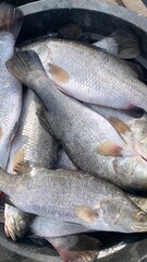 Catches of fishermen in the deep sea, pacific ocean, atlantic ocean.