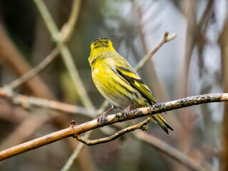Siskin Perched  in a Tree
