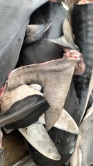 Fins shark Ready Export to china, japan, australia. Hunters are killing sharks in the sea. Sharks are becoming extinct, Shark fin soup, luxury Chinese cuisine Shark fin soup simmered.