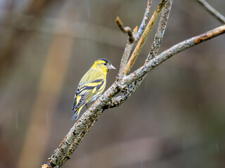 Siskin Perched  in a Tree