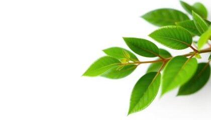 Single vibrant green plant, isolated on pure white backdrop, white background, vegetation