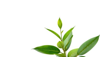 Fototapeta premium Single vibrant green plant, isolated on pure white, organic, macro