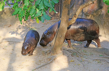 Adorable 6 months old Pygmy Hippo calf grazing around enclosure with her mother