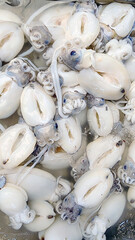 Fresh squid in the seafood market