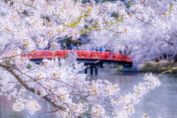 美しい弘前の桜
