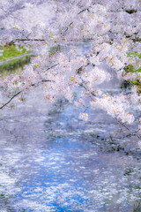 美しい弘前の桜
