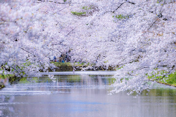 美しい弘前の桜
