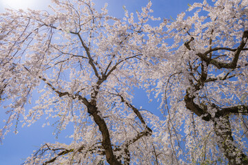 美しい弘前の桜
