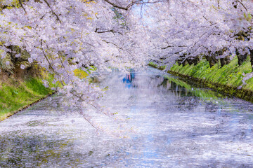 美しい弘前の桜

