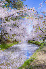 美しい弘前の桜
