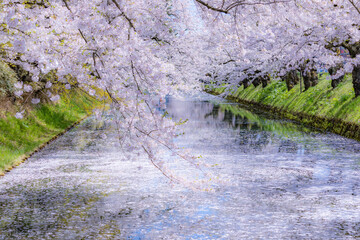 美しい弘前の桜
