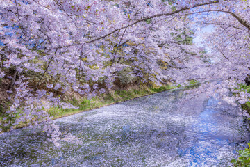 美しい弘前の桜
